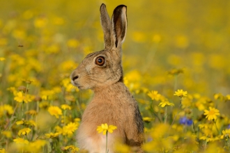 Brown Hare