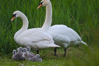 Mute Swan