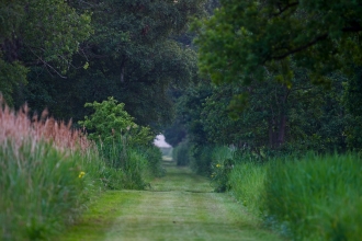 Woodwalton Fen