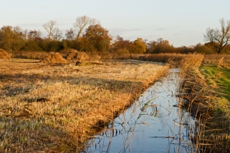 Woodwalton Fen