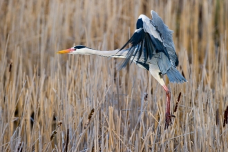 Heron at Woodwalton Fen