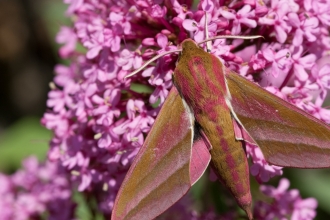 Elephant Hawkmoth 