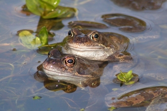 Common Frog