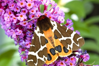 Garden tiger moth