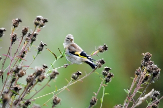 Goldfinch by Amy Lewis