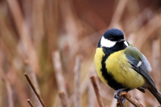 Great tit by Andy Jones