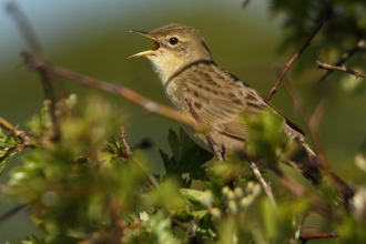 Grasshopper Warbler