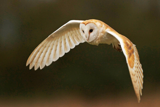 Barn owl in flight