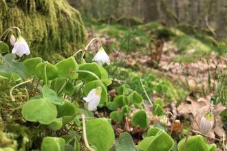 Wood sorrel growing from moss in a wooded valley