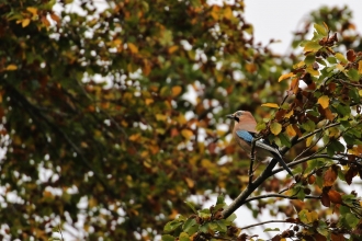 Jay by Andrew Hankinson