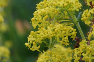 Lady's Bedstraw