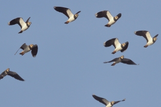 Flock of Lapwing (Vanellus vanellus), flying close overhead