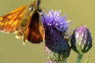 Large skipper