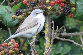 Lesser whitethroat