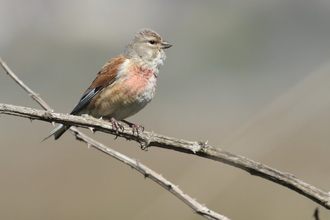 Linnet by Vaughn Matthews