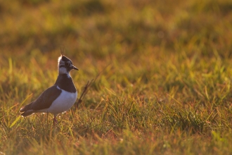 Lapwing