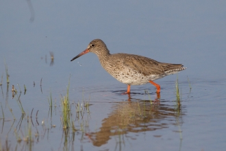 Redshank