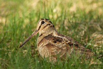 Woodcock