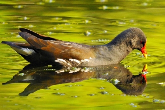 Moorhen