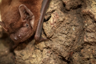 Noctule bat