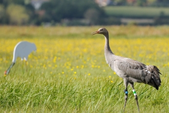 Common Crane