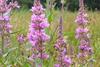 Purple loosestrife 