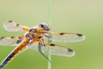 Four-spotted chaser