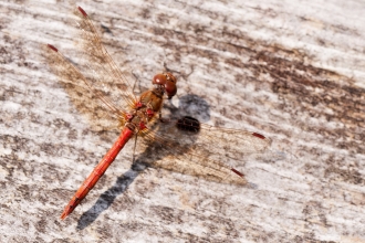 Common darter dragonfly