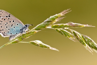 Large blue butterfly 