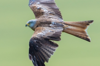 Red Kite