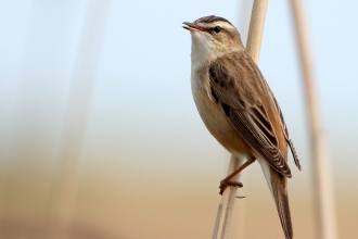 Sedge warbler