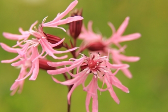 Ragged Robin