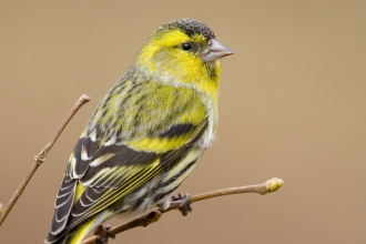 Siskin by Tom Marshall