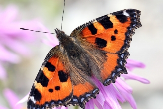 Small tortoiseshell