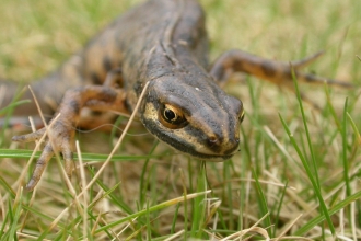 Smooth newt