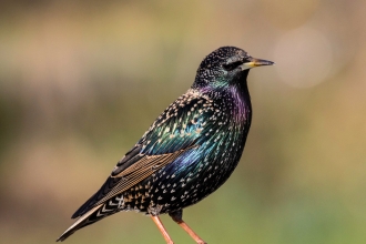 Starling by Mark Robinson