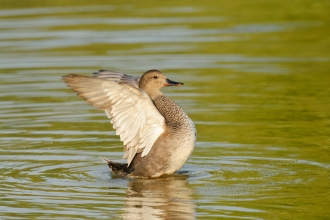 Gadwall