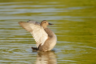 Gadwall