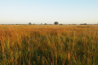 Fen Landscape