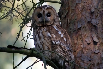 Tawny owl