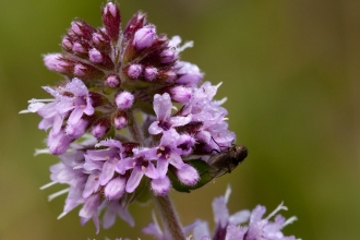 Water Mint