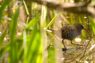 Water rail