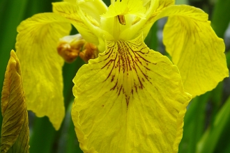 Yellow Iris