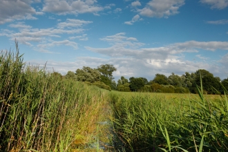 Reeds at Woodwalton Fen