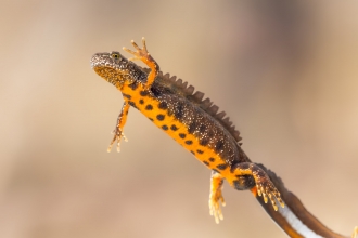 Great crested newt