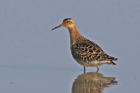Ruff | The Great Fen