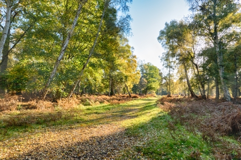 Holme Fen The Great Fen