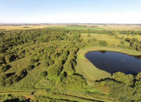 Holme Fen  The Great Fen