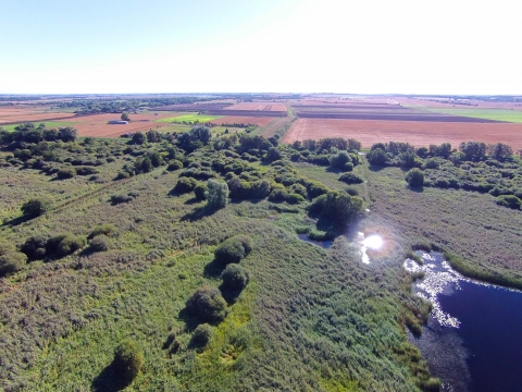 Lowland fen The Wildlife Trusts