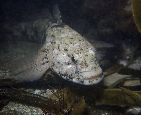 Giant goby | The Great Fen